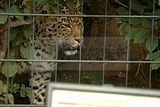 leipzig zoo-01_07_2011_zoo_allgemein_414